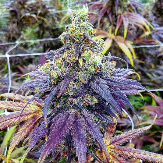 BC Purple Bud (100 Seeds)