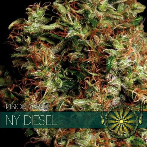 Vision Seeds NY Diesel (10 FEM)