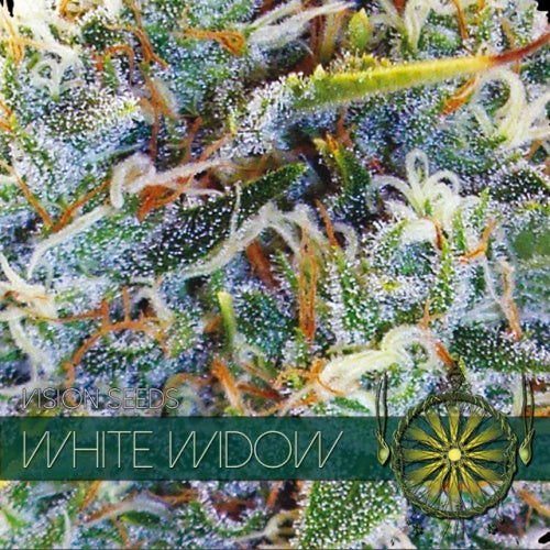 Vision Seeds White Widow (3 FEM)