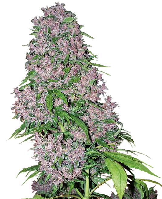 White Label Purple Bud (10 FEM)